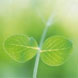 Climate aware image: Green leaves against a faded background